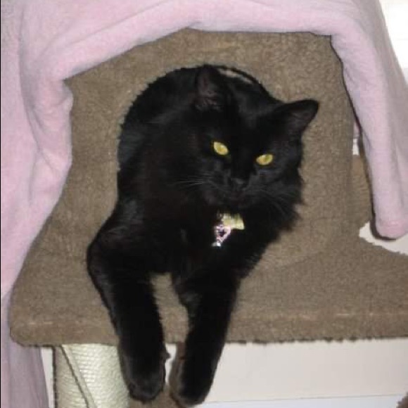 Meet your Posher, Dahnya - Picture 3 of 6